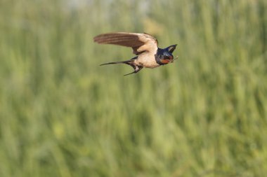 Swallow gagasında bir bıçak çim olduğunu.