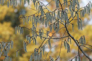 Willow mühürler gün batımında