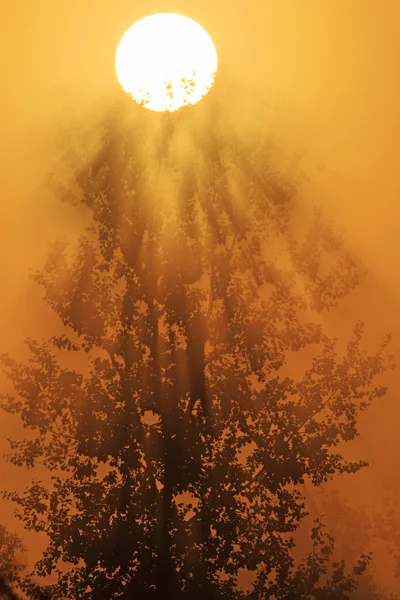Gündoğumu puslu ağaca — Stok fotoğraf