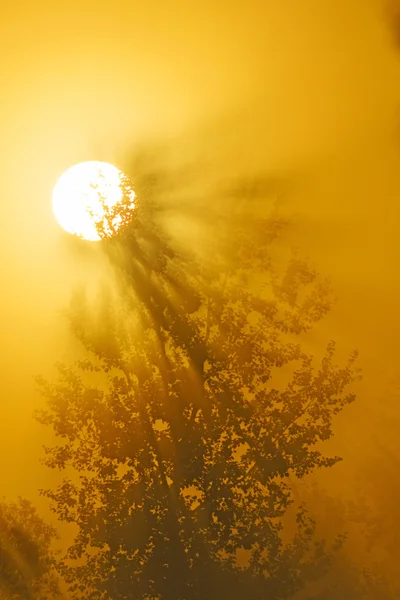 Восход солнца в тумане — стоковое фото