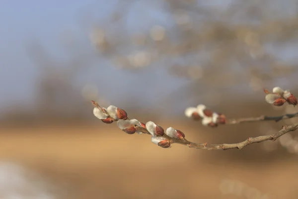 İlk Bahar willow mühürler — Stok fotoğraf