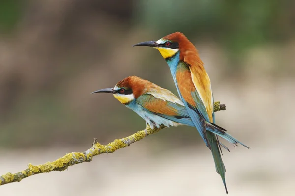 Par de pássaros coloridos — Fotografia de Stock