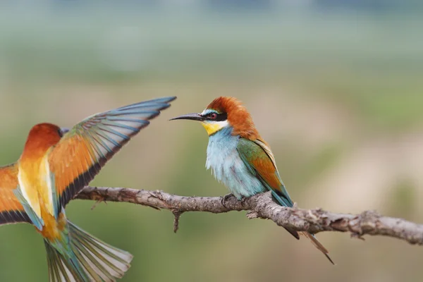 Χρωματιστό πουλί — Φωτογραφία Αρχείου