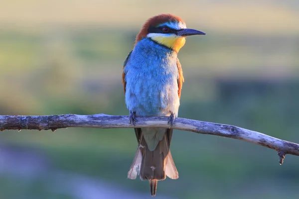 Large colored bird portrait — Stock Photo, Image