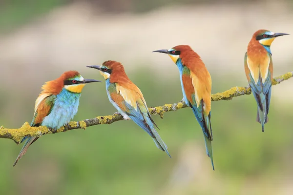 Famiglia di uccelli colorati — Foto Stock