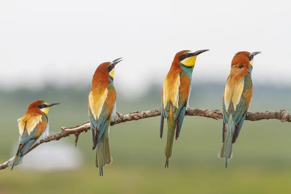 Uccelli del paradiso su un ramo — Foto Stock