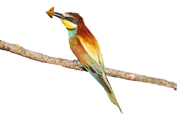 Parlak renkli kuş ve izole kelebek — Stok fotoğraf