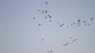 Flock Avrasya wigeon göç