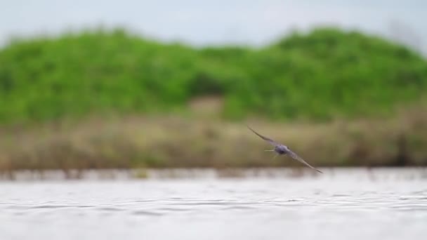 Lente zwaluwen vliegen over water — Stockvideo