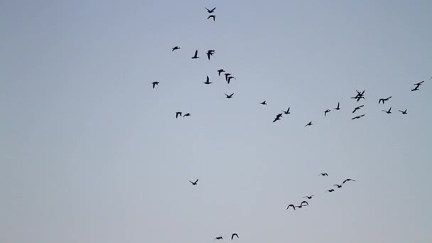 Flock Avrasya wigeon göç — Stok video