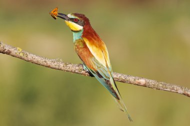 parlak renkli kuş ve kelebek