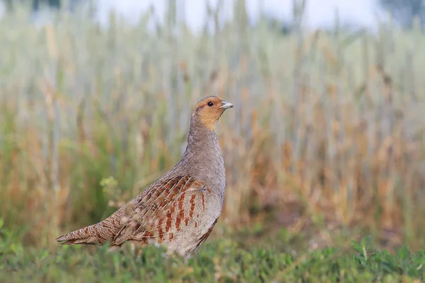 Partridge i ett vete fält — Stockfoto