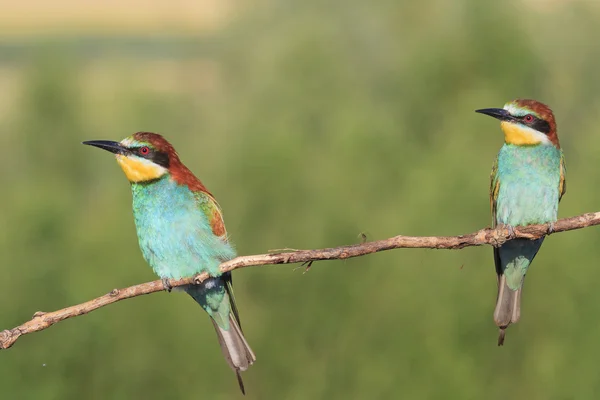 Coppia di bellissimi uccelli su un ramo — Foto Stock