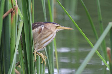 Küçük Balaban avlarına bekliyor