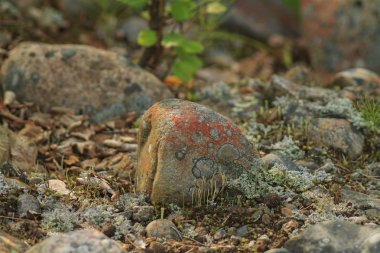 Moss ile güzel taş