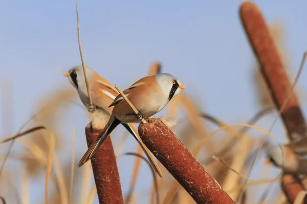 수염된 reedling cattail 먹이 — 스톡 사진