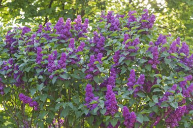 Parlak mor çiçekler