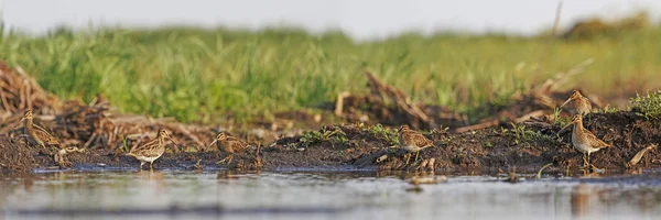 Flock snipe on the banks of the swamp — Stock Photo, Image