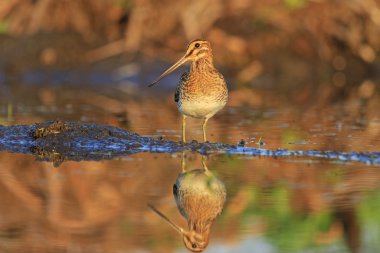 Snipe with long beak standing in a pose clipart
