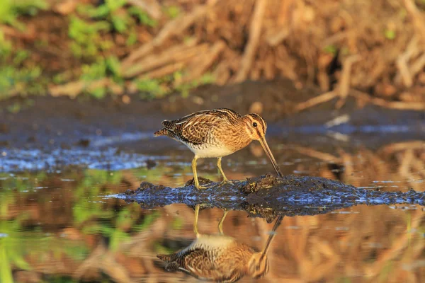 Snipe sull'isola di terreno paludoso — Foto Stock