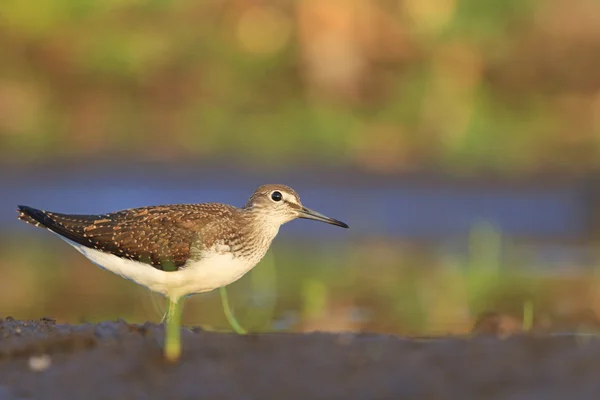 Sandpiper verde olhando para o céu — Fotografia de Stock