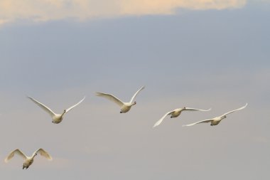 Swans flock of flying on a background of gray sky clipart