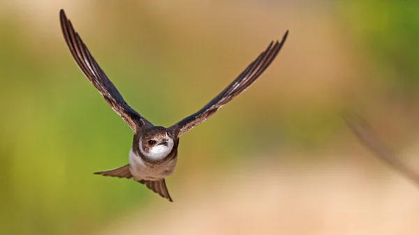 Fliegender Sandmartin, Portrait, Schwalbe — Stockfoto