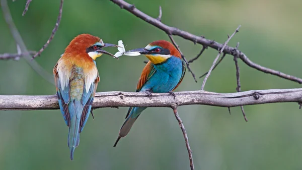 Par de pássaros paradisíacos alimentando uns aos outros — Fotografia de Stock
