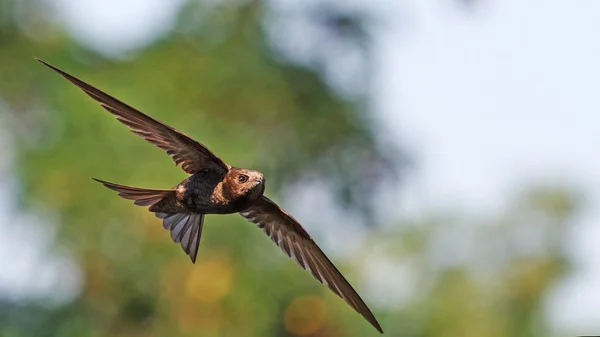 Apus fliegen vor dem Hintergrund eines wunderbaren Hintergrunds — Stockfoto