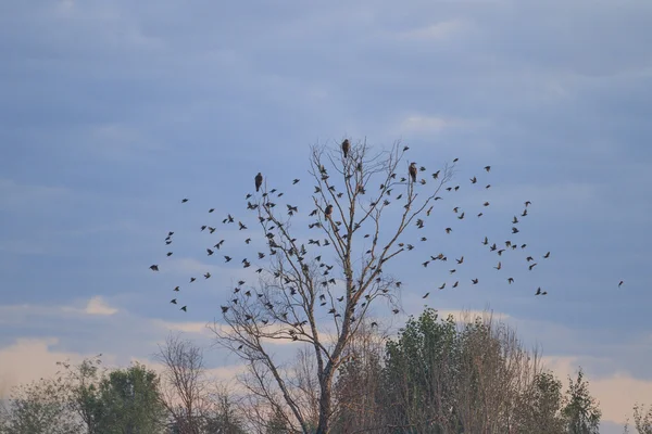 Suchý strom a hejno ptáků — Stock fotografie