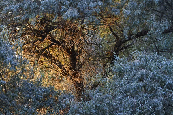 Cudowne drzewo o zachodzie słońca — Zdjęcie stockowe