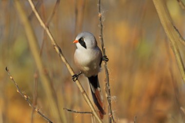 Sakallı baştankara, işlenmemiş üzerinde sol bak