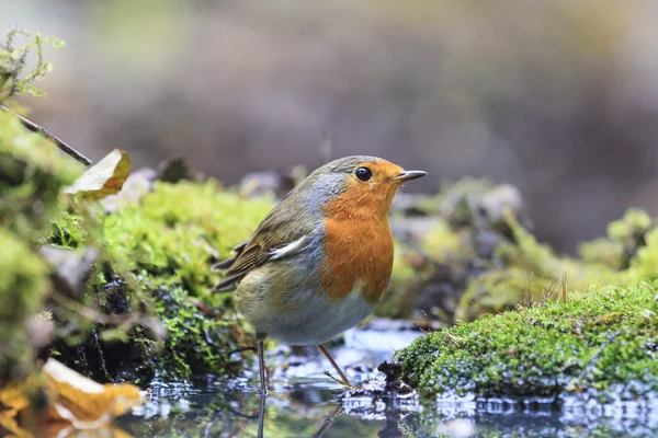 Robin on watering — Stock Photo, Image