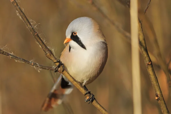 Vogel op een tak op een gouden achtergrond — Stockfoto