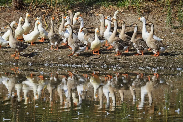 Gänse und Enten auf dem See — Stockfoto