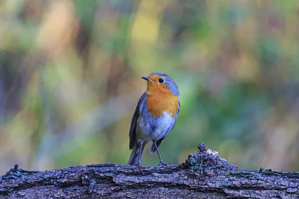 Robin on a branch in autumn background — Stock Photo, Image