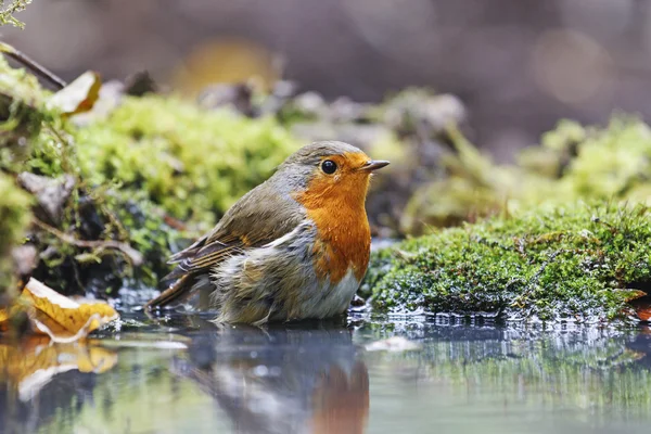 Robin bathing in the forest source — Stock Photo, Image