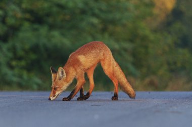 Fox yolu bulmakta döşeli yollar