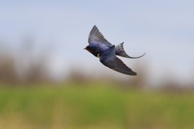 Swallow flies over a field, unique frame clipart