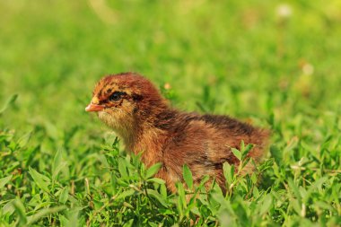 Kırmızı civciv yeşil çim de