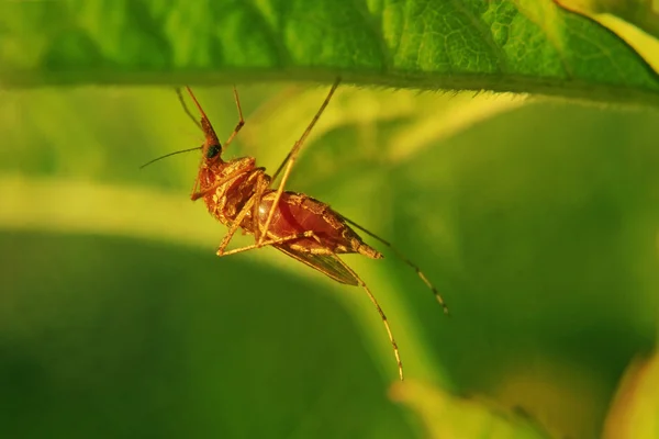 Mosquito chupasangre, en la hierba —  Fotos de Stock