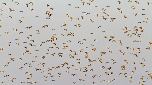 Sandpipers κατά την πτήση σε ένα φόντο του γκρίζος ουρανός — Φωτογραφία Αρχείου