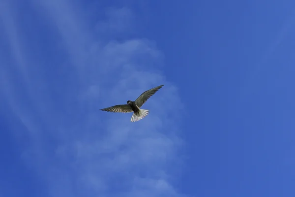 Tern preto em voo com asas abertas em um fundo de céu azul — Fotografia de Stock