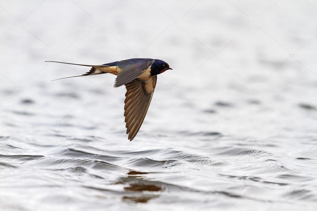 Swallow over water with reflection