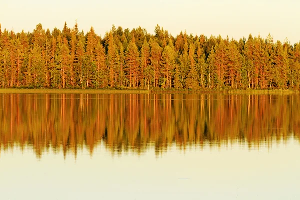 Çam ağaçları yansıması ile gölde — Stok fotoğraf