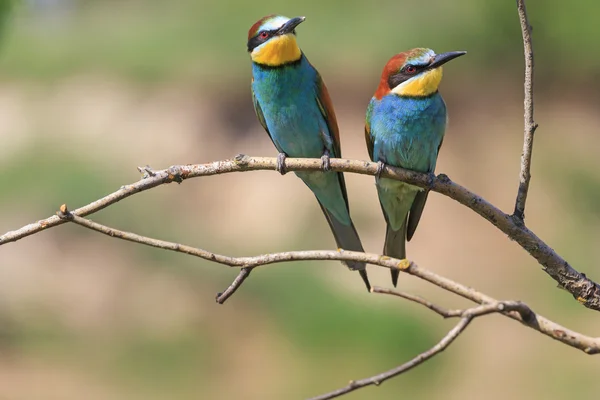 Due uccelli colorati tra le spine — Foto Stock