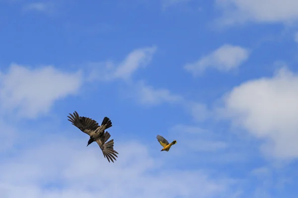 Eurasian golden oriole drives crow — Stock Photo, Image
