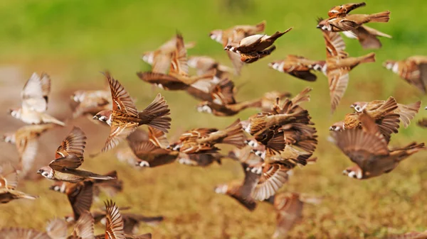 Eurasischer Baumsperling fliegt in Scharen — Stockfoto