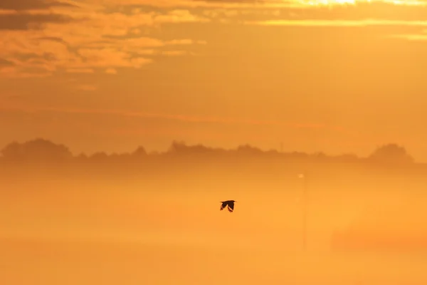 Hoopoe volant dans le brouillard matinal — Photo