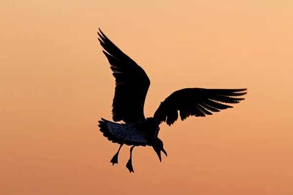 Gaviota volando al atardecer — Foto de Stock